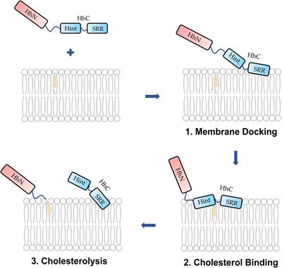 Hedgehog Autoprocessing: From Structural Mechanisms to Drug Discovery